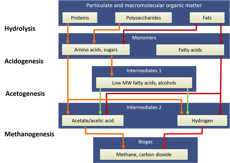 Biochemical pathways for converting organic matter to biogas products by anaerobic degestion