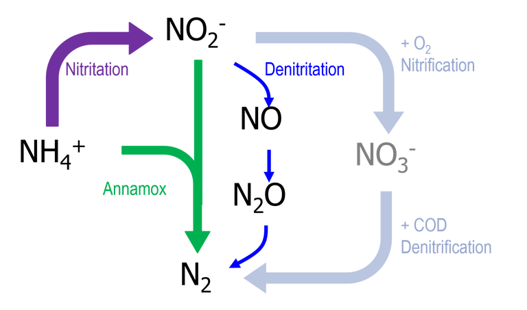 Biochemical pathways for nitrogen-containing species. Ammonia is converted to nitrogen either via nitrate (nitrification followed by denitrification), nitrogen oxide (nitritation followed by denitritation) or via the Annamox process.